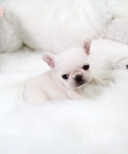 lowi -female frenchie