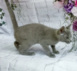 Alana