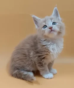 Bon