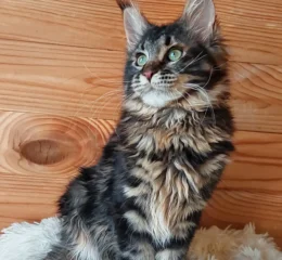 Eleonora Eleonora