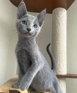 Greyson