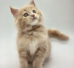 Kasko
