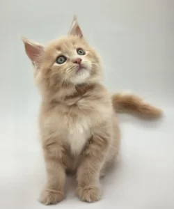 Kasko