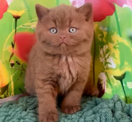 Nemo