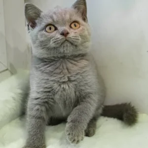 Taras