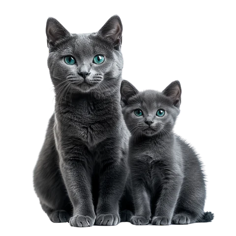 russian_blue russian_blue